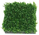 Ista kerámia vízinövényültető 5x5cm négyzet