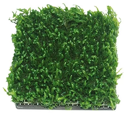 Ista kerámia vízinövényültető 5x5cm négyzet
