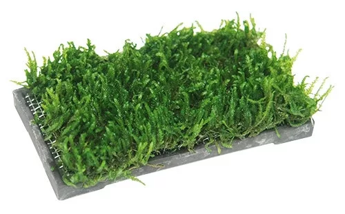 Ista kerámia vízinövényültető 5x10cm téglalap