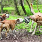 M-PETS kutya focilabda vízben lebegő 15cm
