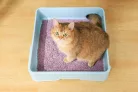 M-PETS Bio Tofu - Szója macskaalom levendula illattal 10L/4kg