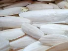 Szépiacsont XL 15-30cm 1kg
