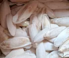 Szépiacsont XL 15-30cm 1kg