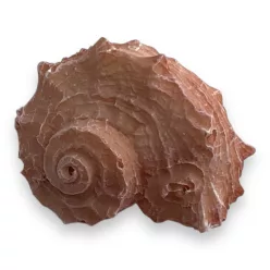 Dekor vízicsiga 4 x 3 x 2,5 cm