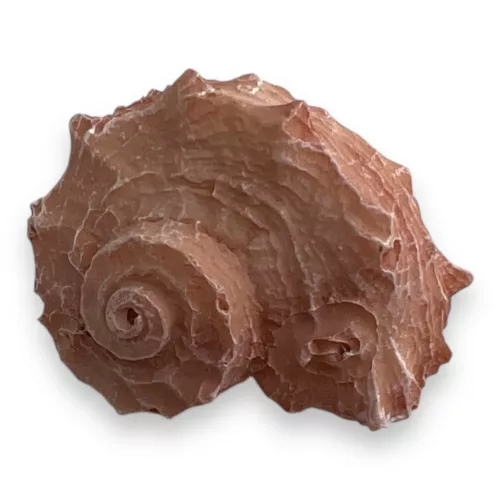 Dekor vízicsiga 4 x 3 x 2,5 cm