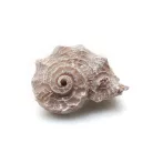 Dekor vízicsiga 4 x 3 x 2,5 cm