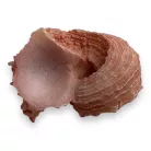 Dekor vízicsiga 4 x 3 x 2,5 cm