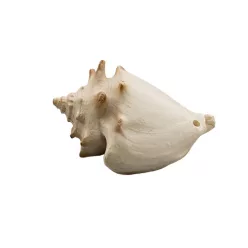 Dekor vízicsiga 6,5 x 4,5 x 4 cm