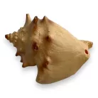 Dekor vízicsiga 6,5 x 4,5 x 4 cm