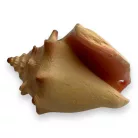 Dekor vízicsiga 6,5 x 4,5 x 4 cm