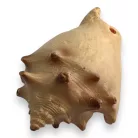 Dekor vízicsiga 6,5 x 4,5 x 4 cm