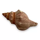 Dekor vízicsiga 9,5 x 5 x 4 cm