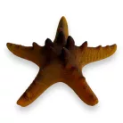 Dekor tengeri csillag 9,5 x 9 x 3,5 cm
