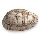 Dekor teknős páncél 11 x 9,5 x 5 cm