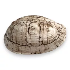 Dekor teknős páncél 11 x 9,5 x 5 cm