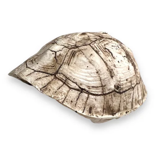 Dekor teknős páncél 11 x 9,5 x 5 cm