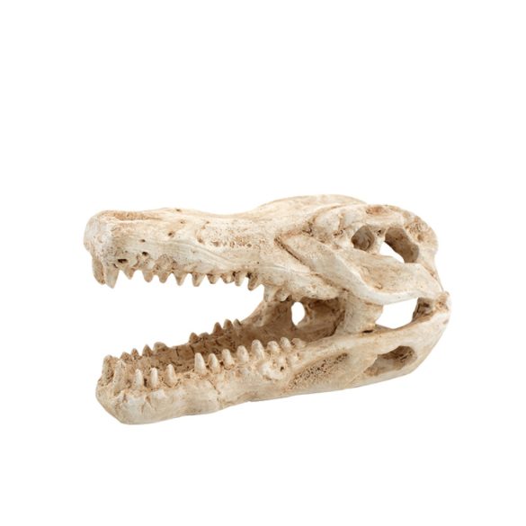 Dekor krokodil koponya 7,5 x 4,5 x 4,5 cm