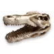 Dekor krokodil koponya 7,5 x 4,5 x 4,5 cm