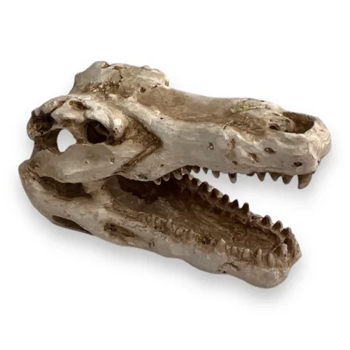 Dekor krokodil koponya 7,5 x 4,5 x 4,5 cm
