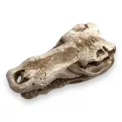 Dekor krokodil koponya 7,5 x 4,5 x 4,5 cm