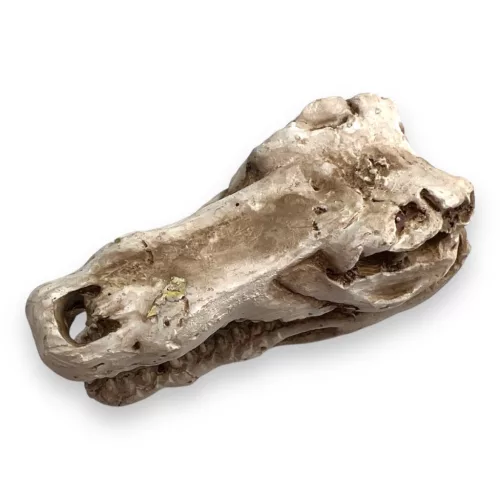 Dekor krokodil koponya 7,5 x 4,5 x 4,5 cm