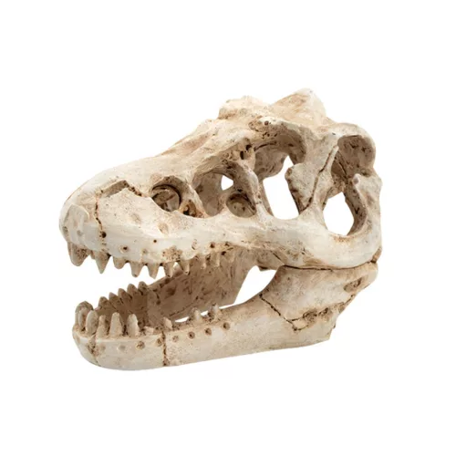 Dekor T-Rex koponya 8,5 x 6 x 6 cm