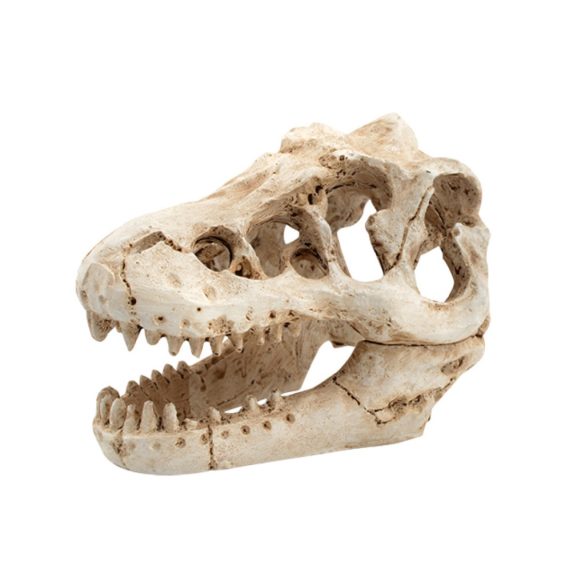 Dekor T-Rex koponya 8,5 x 6 x 6 cm