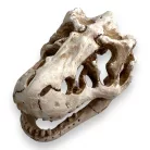 Dekor T-Rex koponya 8,5 x 6 x 6 cm