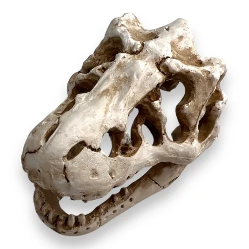 Dekor T-Rex koponya 8,5 x 6 x 6 cm