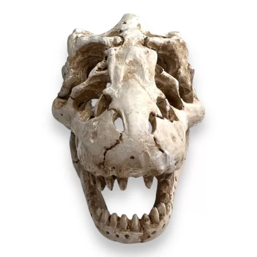 Dekor T-Rex koponya 8,5 x 6 x 6 cm