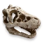 Dekor T-Rex koponya 8,5 x 6 x 6 cm