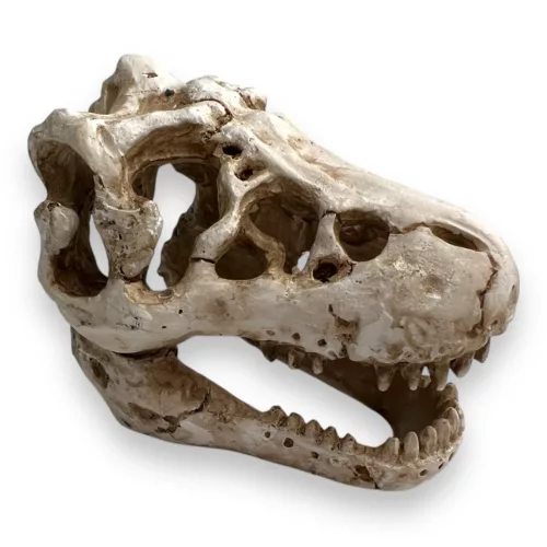 Dekor T-Rex koponya 8,5 x 6 x 6 cm