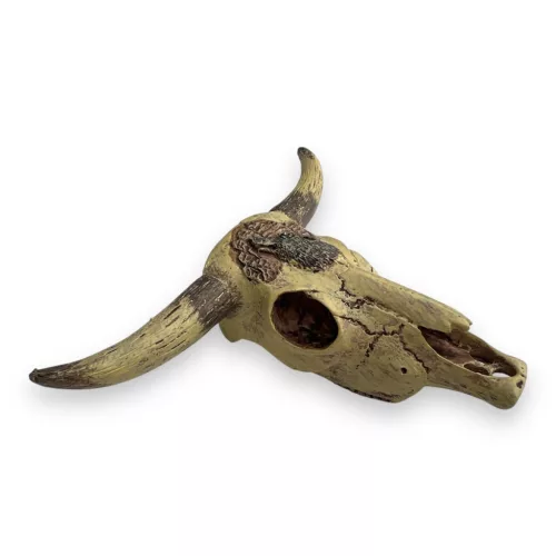 Dekor marha koponya 12 x 9 x 4 cm