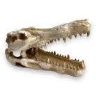 Dekor krokodil koponya 14,5 x 7 x 9 cm