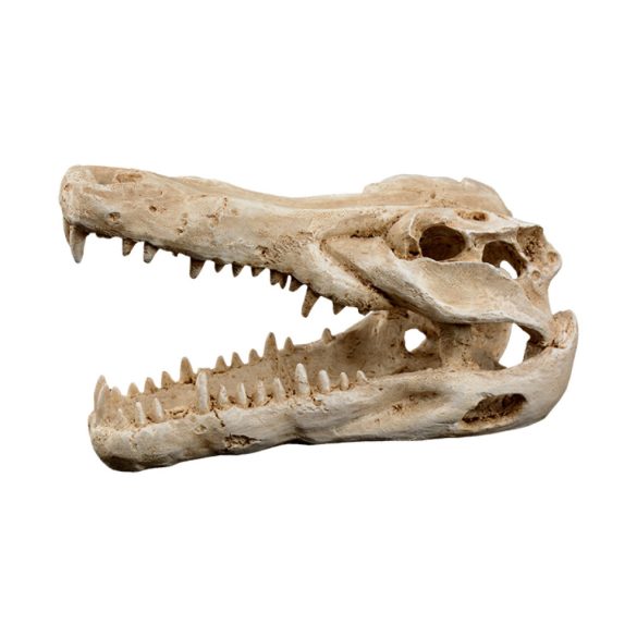 Dekor krokodil koponya 14,5 x 7 x 9 cm