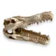 Dekor krokodil koponya 14,5 x 7 x 9 cm