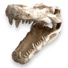 Dekor krokodil koponya 14,5 x 7 x 9 cm