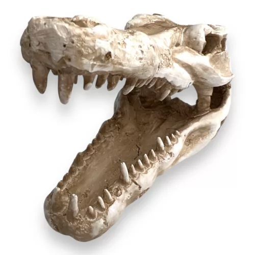 Dekor krokodil koponya 14,5 x 7 x 9 cm