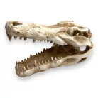 Dekor krokodil koponya 14,5 x 7 x 9 cm