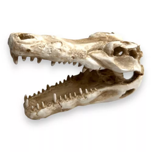 Dekor krokodil koponya 14,5 x 7 x 9 cm