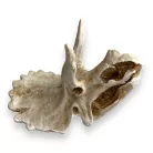 Dekor triceratops koponya 15,5 x 11,5 x 11 cm