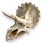 Dekor triceratops koponya 15,5 x 11,5 x 11 cm