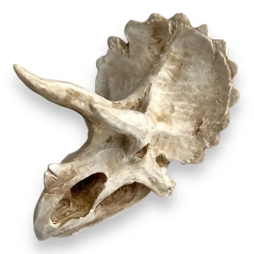 Dekor triceratops koponya 15,5 x 11,5 x 11 cm
