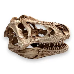 Dekor T-Rex koponya 14 x 7,5 x 9 cm