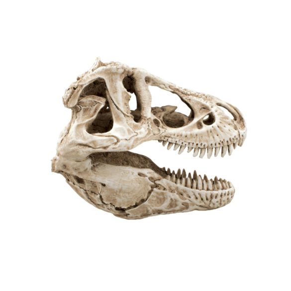 Dekor T-Rex koponya 14 x 7,5 x 9 cm