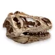 Dekor T-Rex koponya 14 x 7,5 x 9 cm