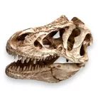 Dekor T-Rex koponya 14 x 7,5 x 9 cm
