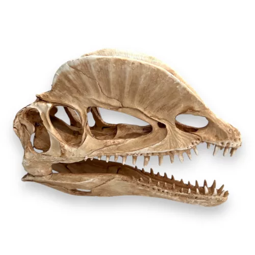 Dekor tarajos dino koponya 19 x 6 x 13 cm