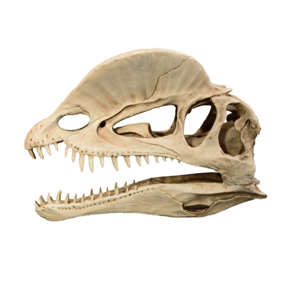 Dekor tarajos dino koponya 19 x 6 x 13 cm