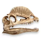 Dekor tarajos dino koponya 19 x 6 x 13 cm
